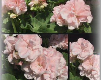 Dänische Pelargonie Dronning Ingrid im Topf  - jetzt knospig - blühend, der Klassiker