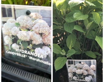 Hydrangea Seeds Etsy