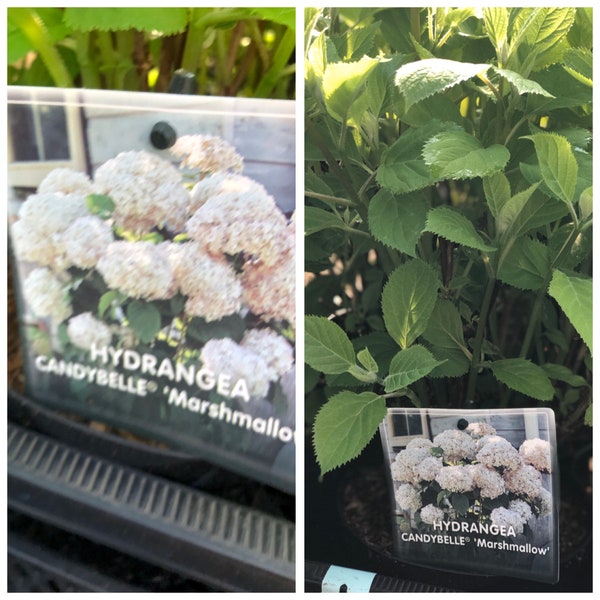 Hortensie Candybelle-R- Marshmallow ~ Hydrangea  ca.30-40 cm