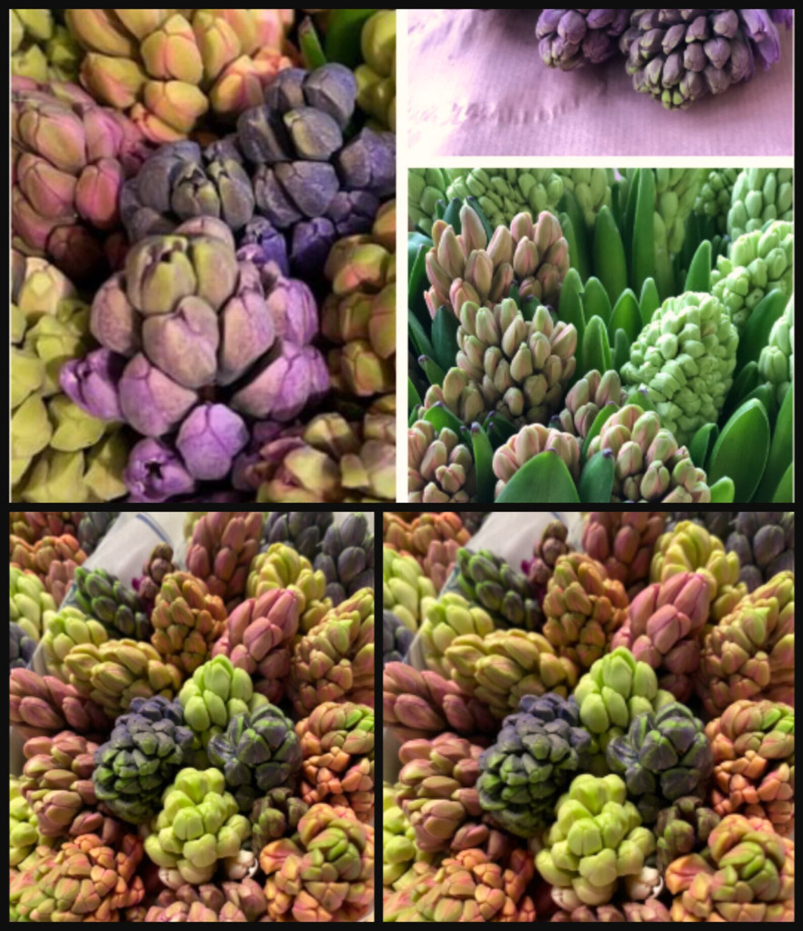 Pack of 5 Fragrant Colorful Hyacinths Fresh Cut Flowers for the Vase