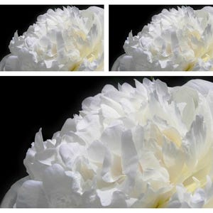 Könnte beinhalten: Nahaufnahme einer weißen Pfingstrose mit zarten Blütenblättern. Die Blume ist in voller Blüte und hat eine weiche, cremige Textur.