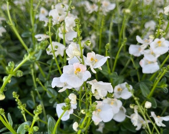 Elfensporn Diascia~ white ~ summer bloomer in top 1A quality ~ fresh flowers