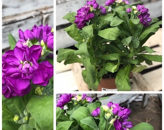 Levkojen violet dans le pot pendant une courte période - fleurs d'été avec charme ~ fleurs décoratives ~ particulièrement belles