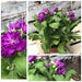 see more listings in the Floraison estivale section