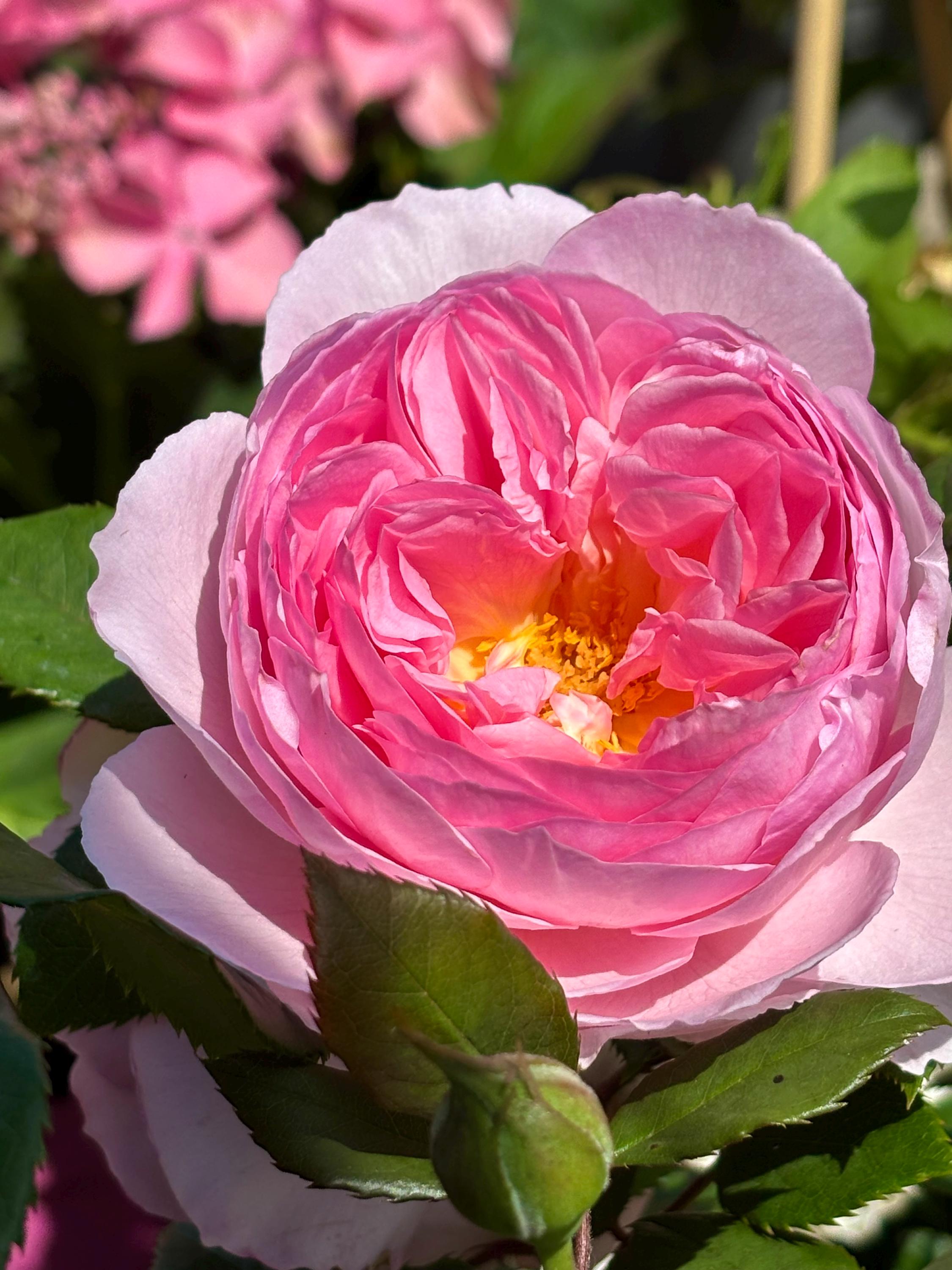 Englische Rose The Ancient Mariner~großer XL 7 Liter Topf ~stark gefüllte duftige Blüte