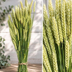 Weizen im dicken Bund – Getrocknete Weizenähren | Trockenblumen & Naturdeko - Dried Flower  -DIY und  Kränze
