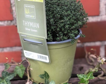 Frische Frühlingskräuter ~  Thymian Silver Queen  ~ sofort erntbar ~SunnyHerbs ~ Kräuterliebe