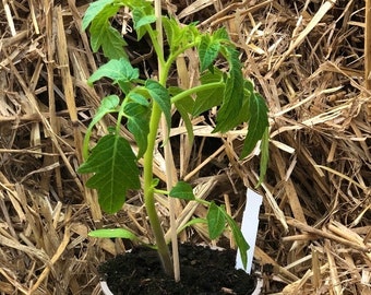 Ochsenherz-Tomate -tolle grosse Fleischtomate, alte Sorte -sehr aromatisch  ~ Tomatenjungpflanze ~ Gemüse für den Topfanbau