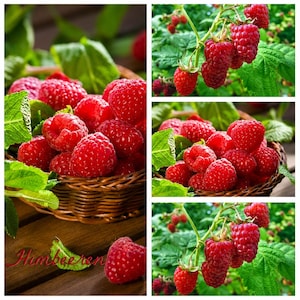 Könnte beinhalten: Eine Collage mit leuchtend roten Himbeeren in einem geflochtenen braunen Korb und an grünen, beblätterten Zweigen. Das Bild zeigt eine einzelne Himbeere auf einer Holzoberfläche mit dem roten kursiven Schriftzug Himbeeren unten links.