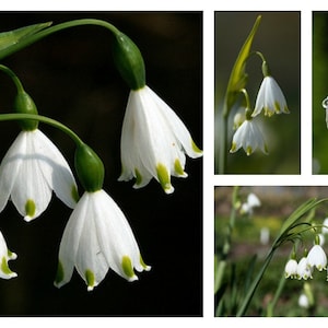 Könnte beinhalten: Nahaufnahme von weißen, glockenförmigen Blüten mit grünen Stielen und Spitzen. Die Blüten befinden sich in verschiedenen Stadien der Blüte, wobei einige vollständig geöffnet und andere noch geschlossen sind. Der Hintergrund ist dunkel und hebt die zarten Details der Blüten hervor.