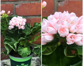 Danish Pelargonium Royal – Emma~ budding / flowering ~ magical