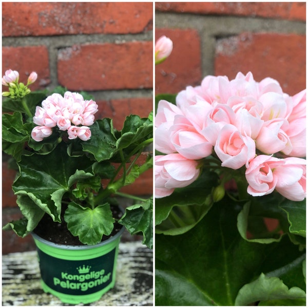 Dänische Pelargonie Royal – Emma~ knosig /blühend ~ zauberhaft