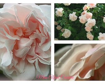 Rose Mme Alfred Carrière ~starke im 5 Liter Topf~  Historische Rambler-/Kletterrose