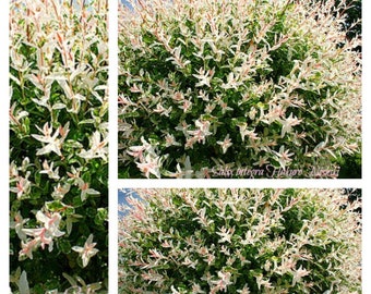 Harlequin willow on trunk - approx. 80 cm+ Strong crown ~ in a large pot, strong quality ~ Salix Hakuro Nishiki