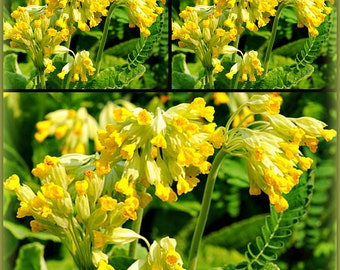 Die Primel veris ssp.veris - Apotheker - Schlüsselblume, die echte..~ Frühlingsblume