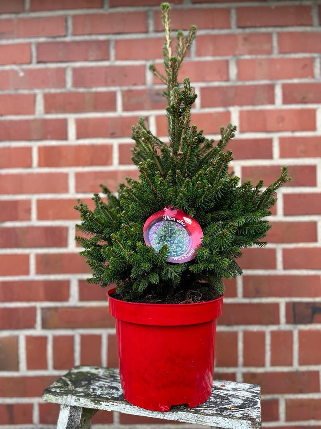 Tolle Fichte Weihnachtsbaum im Topf gewachsen Tannenbaum Etsy.de