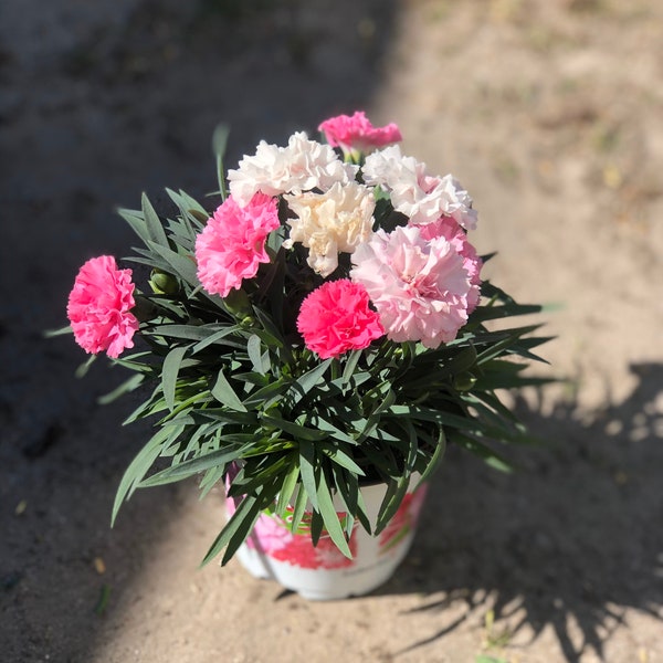 Duftige Nelke ~ Dianthus caryophyllus I Love U - Frühlingsdeko ~ Blumen