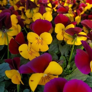 Könnte beinhalten: Nahaufnahme einer Sammlung von Stiefmütterchen in voller Blüte. Die Blumen zeigen eine lebendige Mischung aus Farben, darunter Gelb, tiefes Burgunderrot und Lila. Die Blütenblätter haben eine samtige Textur, und das Bild ist gut beleuchtet.