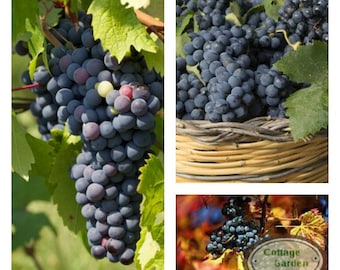 Weinrebe/ Weintraube Wein Venus starke 80/100~ süße & fruchtige Beeren - pilzfest und sehr frosthart