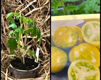 Tomatenpflanze / Jungpflanze - Alte Sorte ‚Green Zebra‘.-  würzig - aromatisch- erfrischend