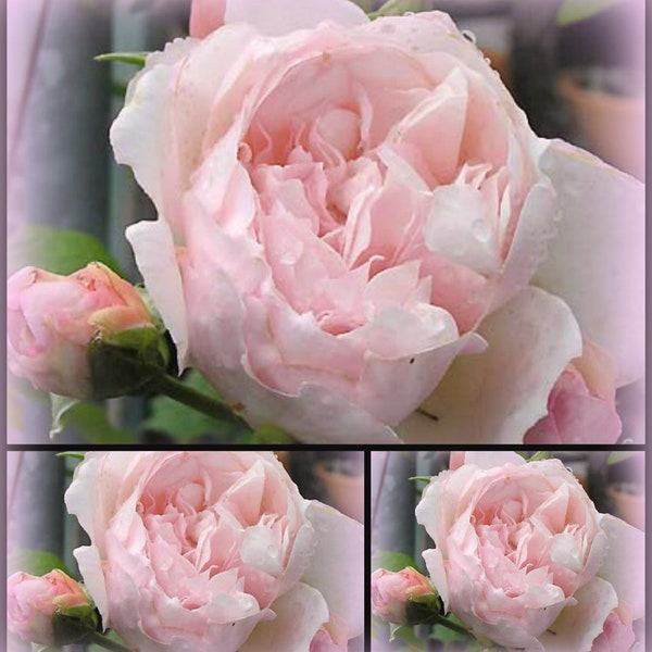 Englische Kletterrose~ David Austin~ The Genourus Gardener -R- im großen 10 Liter Topf~ Britisch elegantSeerosenblüten