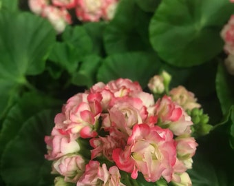 Pelargonium Appleblossom anglais ~ Rareté ~ Sentiment d’été ~