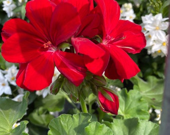 Geranie tolles rot  jetzt knospig/blühend ~ stehend~ Flowers ~ So blüht der Sommer