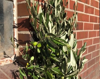 Olivenzweige im schönen vollen Bund - frische aus Italien~ wunderschöne mediterrane Deko für die Vase, oder für DIY ~