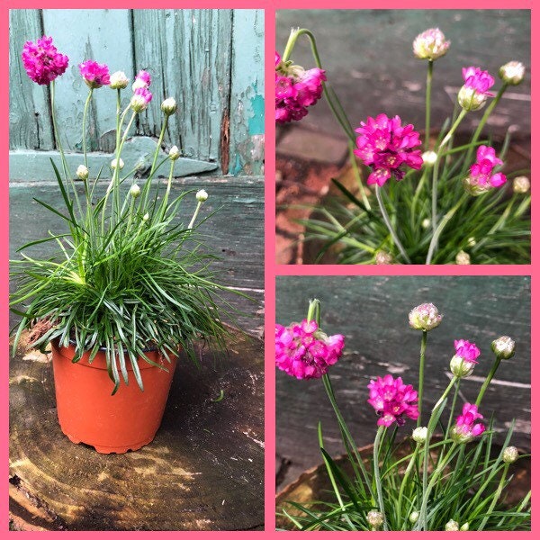 3 Töpfe~Armeria maritima rosa ~Grasnelke ~ LandIdee~ Flowerpower~