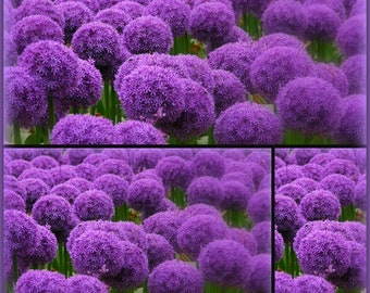 Oignon ornemental ~ Allium Globemaster dans un grand pot ~ Boule de fleurs majestueuse - fleurit cette année