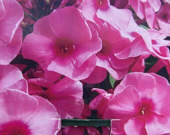 Phlox paniculata ‚Jeff‘s  Pink‘ Insektenfreundlich mit Duft ~ Sommerstaude für Garten