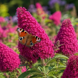 Könnte beinhalten: Ein Tagpfauenauge mit orangefarbenen, schwarzen und blauen Augenflecken ruht auf einer leuchtend magentafarbenen Sommerfliederblüte. Der Schmetterling zeigt detaillierte Flügelmuster, während die Blüte aus vielen kleinen, dichten Blüten besteht.