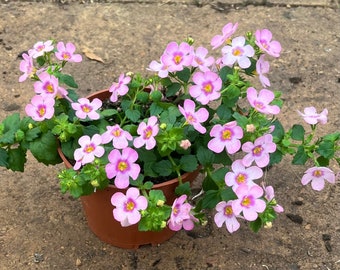 3 Töpfe~Bacopa hängend - lila/rosa knospig/blühend ~ Schneeflocke ~ Sommerblume zum hängen in 1A Qualität ~New in