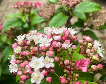 Mediterranean Snowball ~Viburnum Tinus Event Price 30/40 ~ one of the most beautiful early bloomers with a great scent!