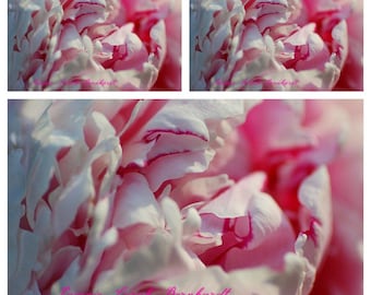 Paeonie Sarah Bernhardt ~ Päonie im großen Topf..Edel Pfingstrose~ Rose des Frühlings