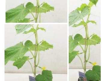 Veredelte Frühstücksgurken mini ~im Topf gewachsen ~ Gemüsegarten