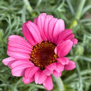 Marokkanische Margerite rosa- jetzt Knospig/blühend ~tolle Staude ~ winterhartt
