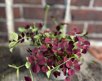 Klee ~ für den Kübel ~Trifolium repens rot~ tolle Bepflanzung