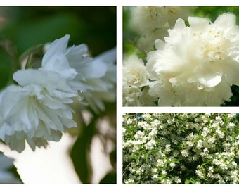 Philadelphus Schneesturm 60/100 cm kräftige im großen Topf...überreiches und duftiges Schneegestöber