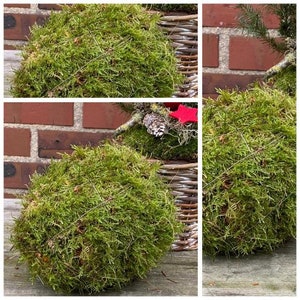 Fresh moss ball ~ approx. 12 cm ~ winter decoration ~ natural