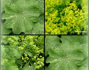 Alchémille en grand pot XL de 3 litres, forte ~ Alchemilla mollis ... nuages de fleurs en jaune frais