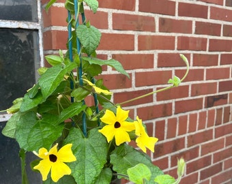 Schwarzäugige Susanne - Thunbergia~ Zitronengelb-  Sonderfarbe - knospig/blühend ~ Wuchsfreudige und reichblühende Kletterpflanze~ Top