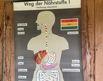 Schulwandkarte Wandkarte Weg der Nährstoffe Verdauung I