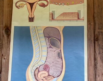 Mapa de pared de la escuela Mapa de pared De los órganos reproductivos femeninos