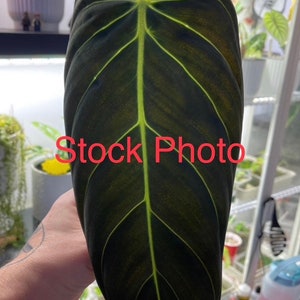 Philodendron Melanochrysum Rooted Cutting