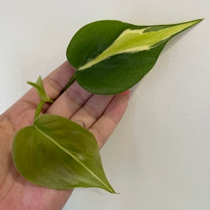 Philodendron Silver Strip Fresh Cutting