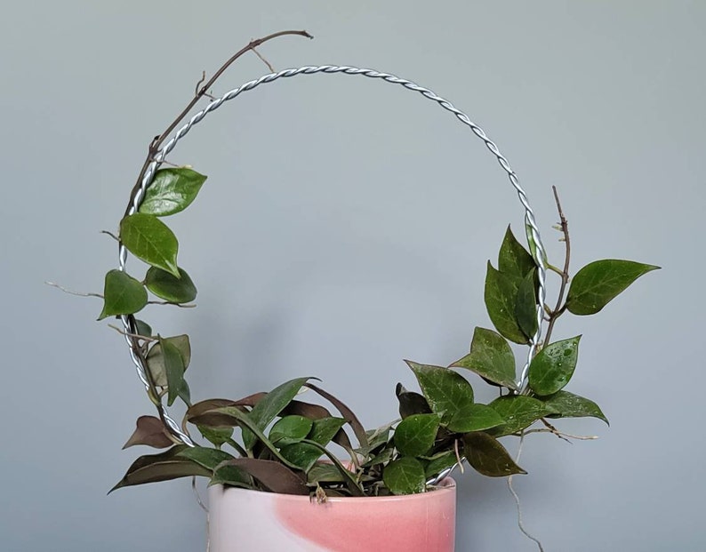 Set of 3, (9in dia x 14in) large round trellis for indoor house plants, hoyas, pothos, monsteras, climbing plants, plant support,m image 3