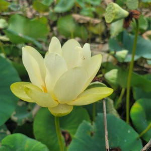 American Lotus Seeds, 15 seeds, yellow flower water plant, native lotus, Nelumbo lutea, lotus flower seeds, edible native plant