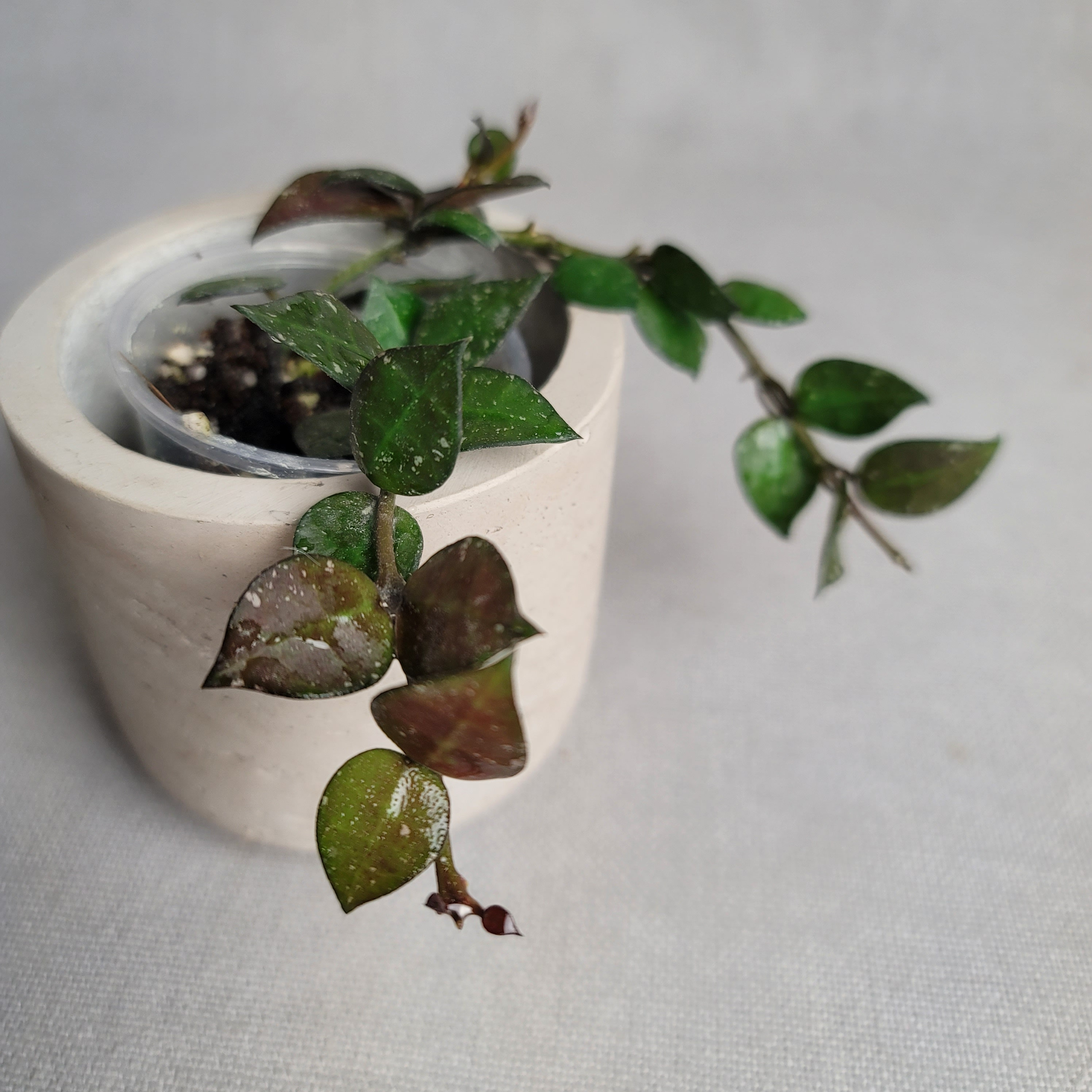 Hoya Lacunosa My Little Runaway, RHM-023-01, Two Rooted and