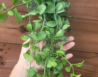 Dischidia sp. Geri trailing mature plant for sale. Hoya relative. Miniature trailing house plant. US seller. Hanger is not included
